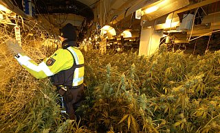 Über 250 Quadratmeter erstreckte sich die illegale Cannabis-Plantage. - Polizei Paderborn
