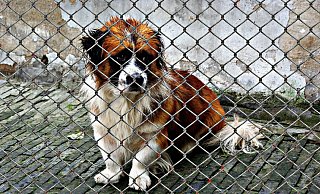 Die Schließung der Hundeschulen hat auch den Tierheimen in OWL zu schaffen gemacht. - Symbolbild: pixabay