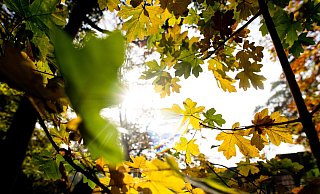 Die Sonne scheint durch herbstlich verfärbte Blätter eines Baums. Der Oktober war ungewöhnlich warm. - dpa