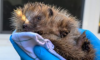 Der junge Igel, mit dem Kinder Fußball gespielt haben, ist auf dem Weg der Besserung. Tanja und Mark Groundwater haben das Tier aufgenommen und päppeln es auf. - Mark Groundwater