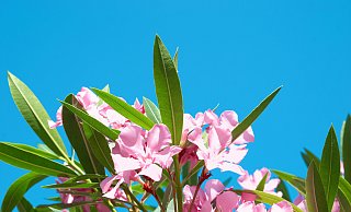 Auch der Oleander, der in vielen Paderborner Gärten zu finden ist, ist eine giftige Pflanze. - AOK/colourbox/hfr/Vakhrushev Pavlo Igorevich Auch der Oleander, der in vielen Paderborner Gärten zu finden ist, ist eine giftige Pflanze. - AOK/colourbox/hfr/Vakhrushev Pavlo Igorevich