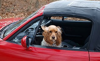 Ein Hund sollte - wie jetzt in Büren geschehen - bei Hitze auf keinen Fall im abgestellten Auto gelassen werden, warnt die Paderborner Polizei. (Symbolbild) - Pixabay
