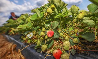 Erdbeeren ohne Übrdachung, wie hier auf dem Foto, haben es zurzeit besonders schwer. - Symbolbild: © jonek.fotografie.de