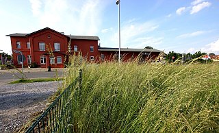 Die Wiese gegenüber vom Bahnhof Kirchlengern ist dicht bewachsen. Dort ist die Mobilstation geplant. - Niklas Krämer