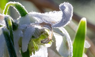 Kommt der Frühling oder friert es kommende Woche wieder? - Pia Bayer