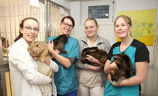 Sicher und geborgen fühlten sich die Kaninchen auf den Armen der Praxismitarbeiterinnen (v. l.) Ayleen, Annika, Sara und Lea. - Johannes Büttner