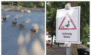Per Schild werden Verkehrsteilnehmer auf die Enten aufmerksam gemacht, damit die Tiere heil und sicher über die Straße kommen. - privat