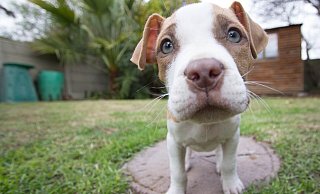 Halter von Pitbulls & Co. könnten bald tiefer in die Tasche greifen müssen. - Symbolbild: Pixabay