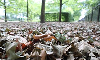 Herbstlaub im Juli: Unter einigen der Platanen auf der Aqua Magica haben sich schon Mengen welker Blätter gesammelt. Anlass zur Sorge ist das für Josef Brinker, Baumexperte bei der Stadtverwaltung, aktuell aber nicht. - Jörg Stuke