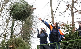 Während Marie Reiß (v.l.) und Karina Kohlrausch vom Anhänger des Treckers aus einen Weihnachtsbaum auf die Sammelstelle an der Stüher Straße werfen, ist Dorian Tastekin schon mit dem nächsten Exemplar startklar. - Elke Niedringhaus-Haasper