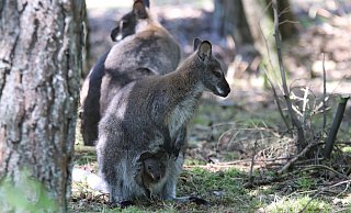 Kleiner Naseweis: Eines der beiden Känguru-Weibchen trägt ihr Baby im Beutel. Der Größe nach zu beurteilen, müsste es sich dort bereits bevor der Ankunft im Safariland im März befunden haben. - Sigurd Gringel