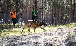 Ein Spürhund versucht in einem Waldgebiet die Witterung einer vermissten Person aufzunehmen. - Symbolbild: Julian Stähle/picture alliance/dpa/dpa-Zentralbild