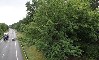 Dieses Waldstück zwischen B 239 und der Gabelhorststraße, das mehr als zehn Hektar groß und vollkommen bewachsen ist, ist als aussichtsreiches Areal für den möglichen Neubau eines Krankenhauses ins Gespräch gekommen. - Klaus Frensing