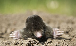 ARCHIV - Zum Themendienst-Bericht von Simone Andrea Mayer vom 12. März 2020: Süßer, kleiner Helfer im Garten: Der Maulwurf vertilgt unermüdlich Schädlinge und vertreibt die gefräßigen Wühlmäuse. Foto: Patrick Pleul/dpa-Zentralbild/dpa-tmn - Honorarfrei nur für Bezieher des dpa-Themendienstes +++ dpa-Themendienst +++ | Verwendung weltweit - Verwendung weltweit