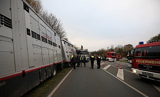 Ein Viehtransporter landete am Montagmorgen auf der B239 im Graben. - Gerald Dunkel