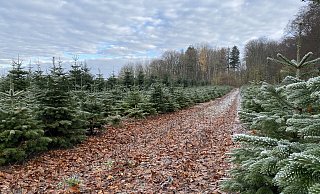 Oft wird das Aussuchen des passenden Weihnachtsbaums zum Event für die ganze Familie. - Bernd Wewer