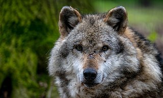 Auch im Kreis Minden-Lübbecke werden gelegentlich Wölfe gesichtet. Dass sich hier aber ein Rudel fest ansiedelt, hält Wolfsberater Walter Jäcker für unwahrscheinlich. - Dpa