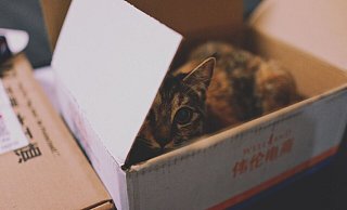 Das erleben die Mitarbeiter des Tierheims auch nicht alle Tage. - Symbolfoto