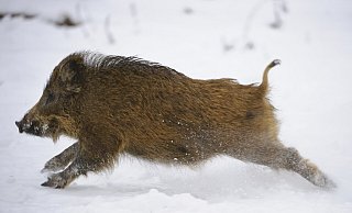 Ein Überläufer im Schnee. Das etwa 30 Kilo schwere Tier, das im November an der Grenze zum Kreis Herford erlegt wurde, sah in etwa so aus. - Willi Rolfes, Vechta