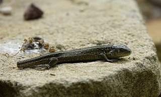 Bei Feindangriffen kann die Eidechse Teile des Schwanzes abwerfen. Der abgeworfene Schwanz wächst im Lauf der Zeit nach, doch nur teilweise. - Karl Heinz Niehus