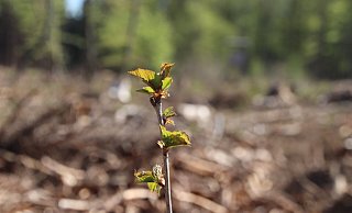 Den Kahlflächen im Brakeler Bürgerwald soll nach und nach neues Leben eingehaucht werden. - Alexander Graßhoff