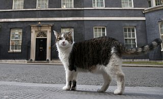 Wegen eines Katers (unser Symbolfoto zeigt Kater Larry vor Downingstreet Nr. 10) haben sich erwachsene Menschen in Bad Oeynhausen derart gestritten, dass angeblich eine Pistole gezückt wurde. - Frank Augstein