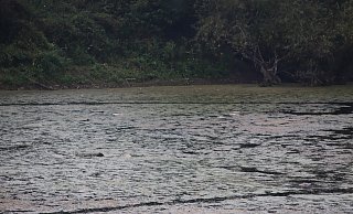 Schlammig und algig ist der Lohbuschteich. Viele Fische verenden hier jedes Jahr. - Dana Thoeren