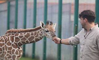 Gerade die Tierbabies wie die kleine Giraffe, die dem Zoologischen Direktor Markus Köchling quasi aus der Hand frisst, brauchen es im Winter muckelig warm im Stall. - Sigurd Gringel