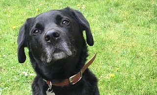 Das ist der 13-jährige Hunde-Senior Bruno. - privat