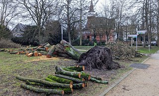 Diese Linde ist vor Weihnachten umgestürzt. Bisher wurde der Baum zersägt, die einzelnen Teile aber noch nicht abtransportiert. - Susanne Blersch