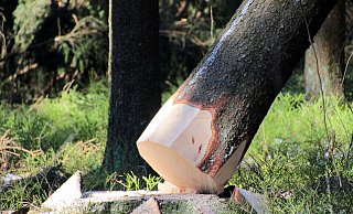 Der Baum, der in Stieghorst auf den Gleisen der Linie 4 kippte hatte knapp 20 Zentimeter Durchmesser. - Symbolfoto: pixabay / Creative Commons