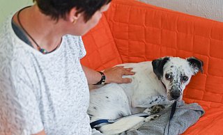 Manche Tiere reagieren besonders ängstlich, wenn sie Feuerwerk hören. Statt sie zu bemitleiden, sollten Tierhalter möglichst für eine entspannte Atmosphäre sorgen und Spielerituale integrieren. - Symbolfoto: dpa/Patrick Pleul