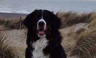 Tier der Woche: Hund Banshee von Sabrina Nentwich genießt den Tag am Strand. - Sabrina Nentwich