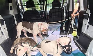 Die drei Staffordshire-Terrier-Mix-Rüden wurden im Transporter gemeinsam zum Tierheim Lübbecke gebracht. - Tierheim Lübbecke