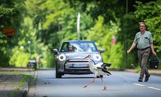Hoch gefährlich: Der wilde Storch überquert die Dornberger Straße. - Sarah Jonek