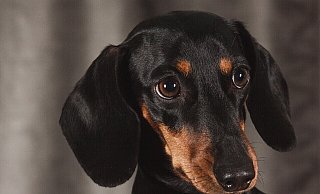 Bei den aktuellen Temperaturen kann ein Hund im Auto den Hitzetod sterben. - Pixabay