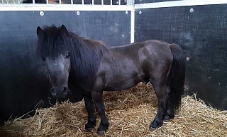 Das Shetlandpony wird im Reiterhof Kampeter bestens versorgt. - Tierschutzverein Bielefeld