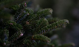 Ein Imbissbuden-Besitzer wollte Weihnachtsbäume verkaufen. Doch das klappte zunächst nicht so leicht, wie er sich es gewünscht hätte. - (Symbolbild): Pixabay