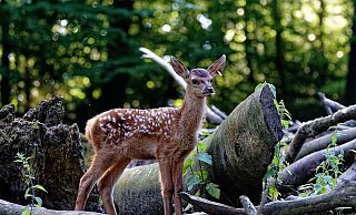 Bei den Rothirschen im Tierpark Olderdissen sorgen drei weiß gepunktete Kälbchen für Leben im Gehege. - Steven McAlpine/Stadt Bielefeld