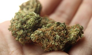 Marihuana mit einem Straßenverkaufswert von mehreren Tausend Euro wurde in einer Wohnung entdeckt. - Symbolbild: Pixabay