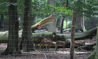 Eine Baumkrone ist noch vor den Gewittern während der Hitzeperiode ins Damwildgehege gestürzt. - Ulf Hanke