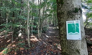 Noch ist unklar, ob die Wälder der Egge (hier zwischen Bad Lippspringe und Schlangen) zum Nationalpark werden. - Uwe Müller