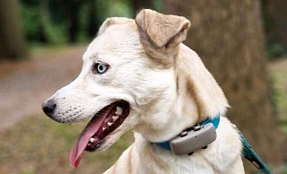 Huskymix Elsa wurde übers Internet nach Bielefeld verkauft und dann weiter nach Dortmund - als Familienhund, was sie ganz und gar nicht ist. - privat