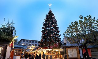 Die große Tanne auf dem Alten Markt leuchtet schon probeweise. - Frank-Michael Kiel-Steinkamp