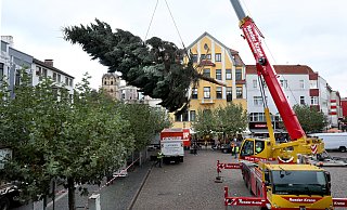 Am Autokran schwebt der Weihnachtsbaum vom Spezial-Lkw auf den Alten Markt. - Frank-Michael Kiel-Steinkamp