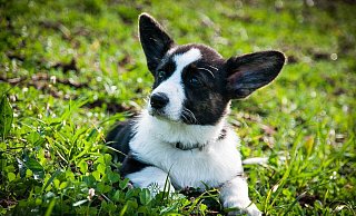 Die Gemeinde Hövelhof warnt Hundehalter nach mehrfachen Funden vor möglichen Giftködern. (Symbolbild) - Pixabay/susanne906