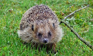 Igel im Anmarsch: Das Wildtier freut sich über naturnahe Gärten, die eine intakte Nahrungskette bieten. Das ideale Winterquartier besteht aus einem Haufen aus totem Holz, Reisig und Laub. - Karl-Heinz Niehus