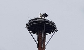 Ein Storch hat am Freitagvormittag das neue Nest schon inspiziert. Ob es Ovo war, werden die nächsten Tage zeigen. - Privat/Maderas