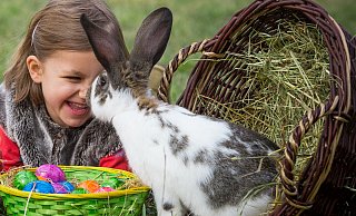Symbolbild: In Ermangelung eines Osterhasen muss ein Kaninchen die Hasenrolle auf dem Osterfoto übernehmen und an dem Kind schnuppern. - Patrick Pleul