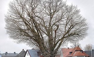 Das Ringen um ihre Zukunft hält an: Die Sumpfeiche steht auf der Gewerbebrache zwischen Siedlung und neuer DHL-Zentrale in Gütersloh. - Andreas Frücht